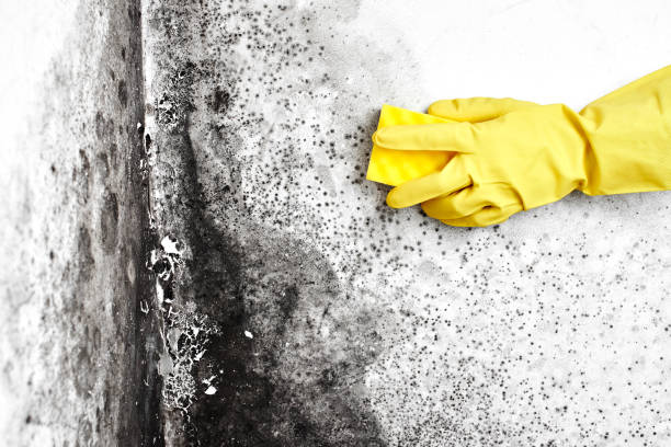 Best Basement Mold Removal  in Leetonia, OH