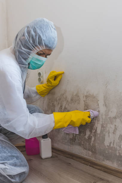 Best Comprehensive Air Testing for Mold Contaminants  in Leetonia, OH