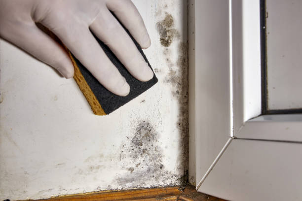 Forensic Mold Investigation in Leetonia, OH